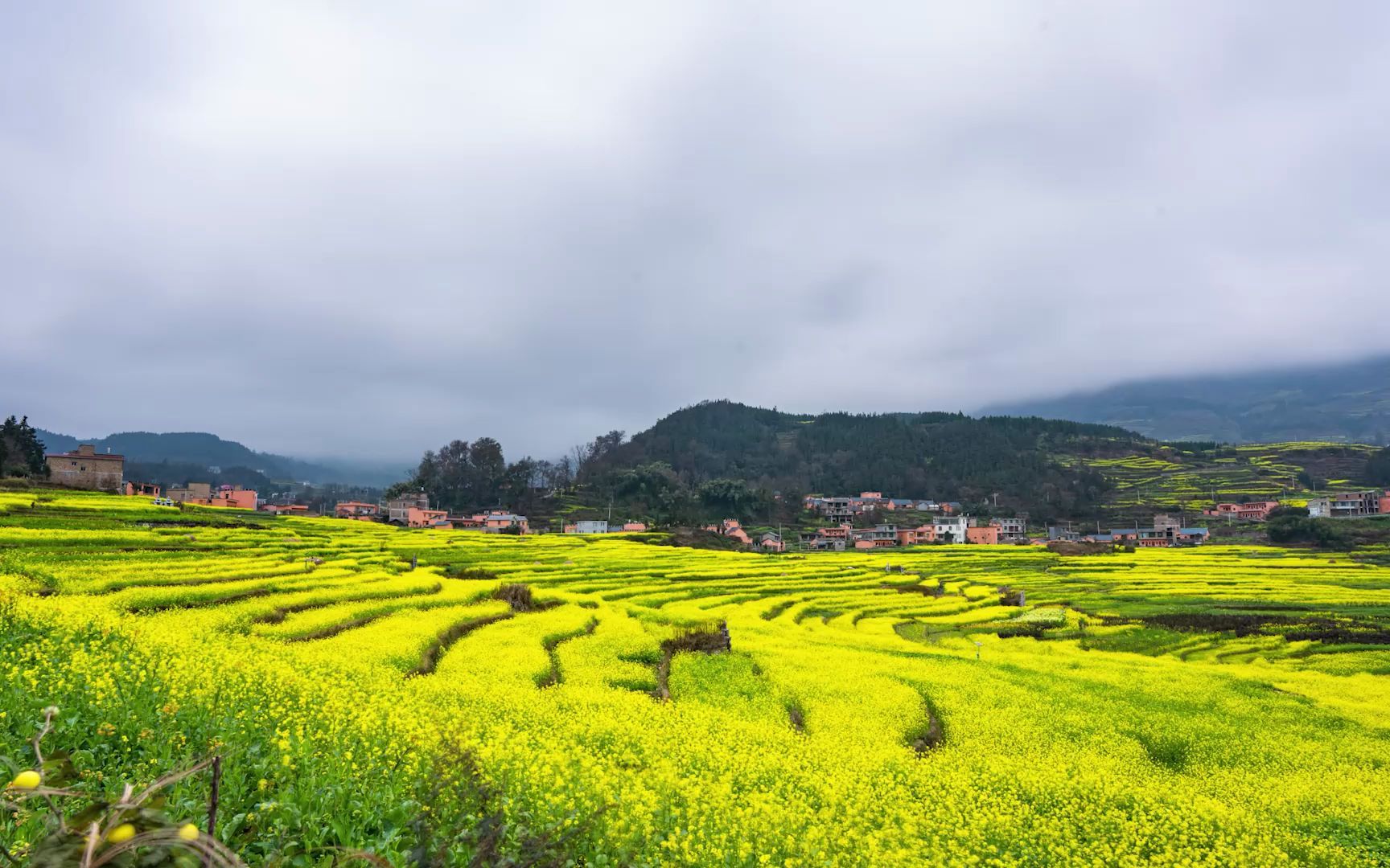 六盤(pán)水市盤(pán)州新民鎮(zhèn)萬(wàn)畝奮斗花田