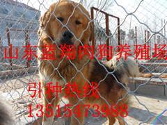 貴州六盤水養(yǎng)狗場聯(lián)系方式_農副產品_世界工廠網